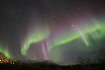 Low angle view of trees against sky at night
