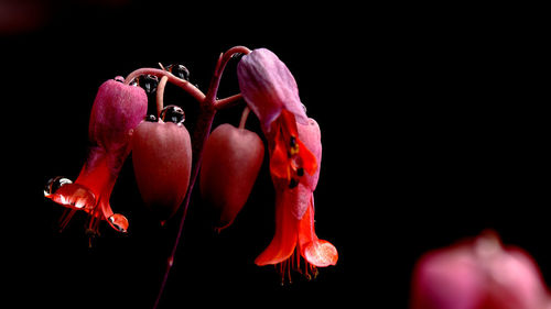 Close-up of red rose against black background