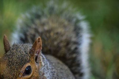 Close-up portrait of squirrel