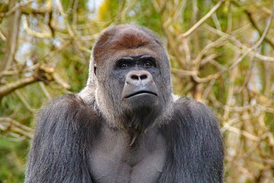 Close-up of gorilla against tree