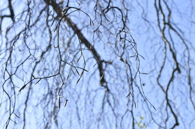 Low angle view of bare tree against sky