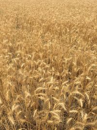 Full frame shot of wheat field