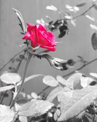 Close-up of pink flower