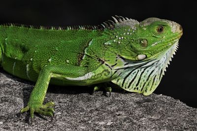 Close-up of lizard on leaf at night