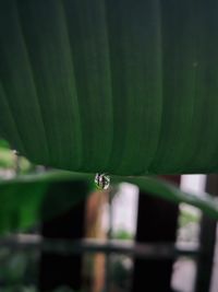 Close-up of raindrops on leaf