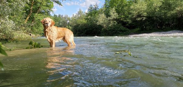 Full length of a dog on water