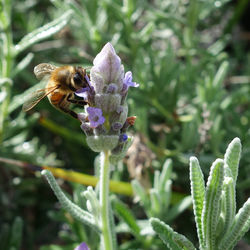 Close-up of bee on purple flower