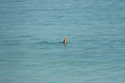 High angle view of person swimming in sea