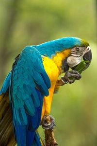 Close-up of blue parrot perching