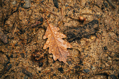 High angle view of dry maple leaves on road