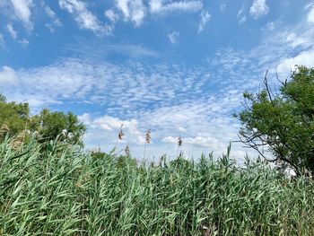 Plants growing on land against sky