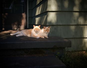 Portrait of cat sitting outdoors