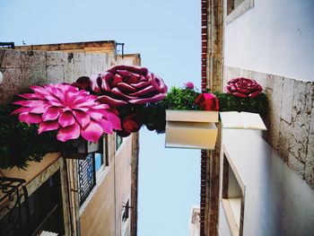 Low angle view of pink flowering plant against building