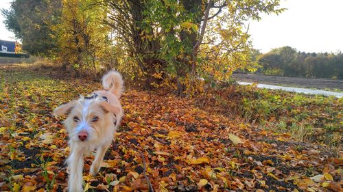 Dog in autumn