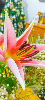 Close-up of flower against blurred background