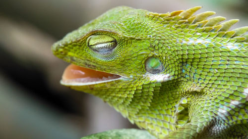 High angle close-up of chameleon with mouth open