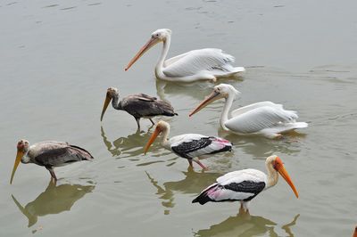 High angle view of ducks swimming in lake