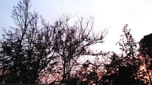 Low angle view of trees against sky