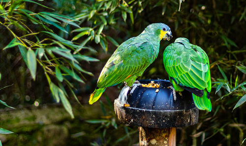 Close-up of parrot perching on branch