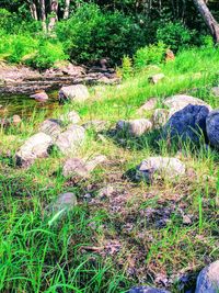 Plants growing on field in forest