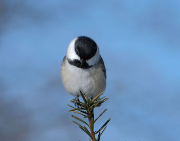 Close-up of bird perching on plant against sky