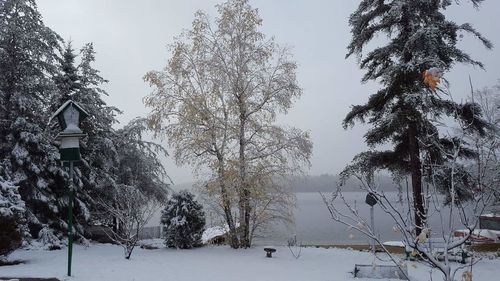 Trees against sky during winter