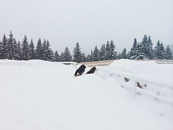 Trees on snow covered landscape