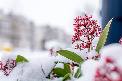 Close-up of flowering plant during winter