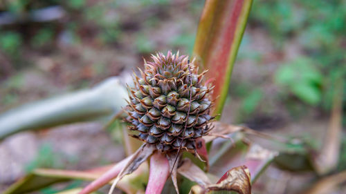 Close-up of pine like flower or plant growing on field