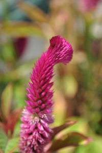 Close-up of fresh pink flower