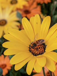 Close-up of insect on yellow flower