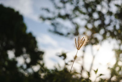 Close-up of plant on field against sky
