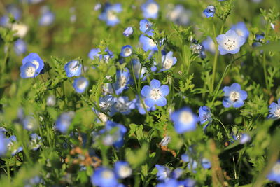 Close-up of purple flowering plants