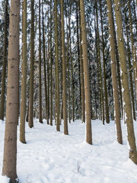 Snow covered pine trees in forest