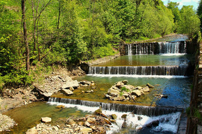 Scenic view of river in forest