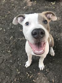 Close-up portrait of dog standing outdoors