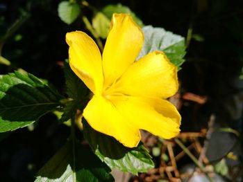 Close-up of yellow flower blooming outdoors