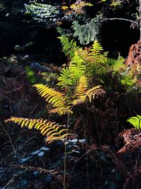 High angle view of yellow trees in forest