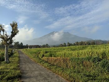 Rice fields under the foot of mount lawu - jamus