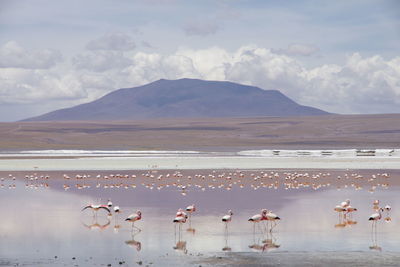 Flock of birds in lake against mountain range