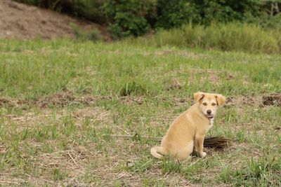Portrait of dog sitting on field
