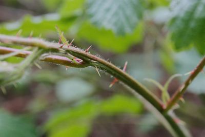 Close-up of plant growing outdoors