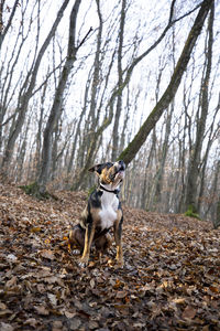 Dog in forest