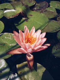 Close-up of lotus water lily in pond