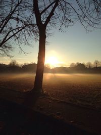 Sun shining through trees