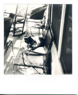 Dog sitting on floor