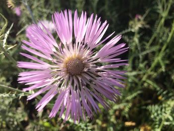 Close-up of purple flowers blooming outdoors