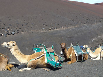 The spanish island of lanzarote