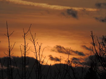 Silhouette plants against dramatic sky during sunset