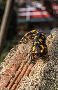 Close-up of insect on rock